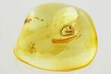 Detailed Fossil Parasitoid Wasp (Diapriidae) In Baltic Amber #357708-1